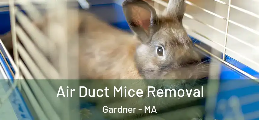 Air Duct Mice Removal Gardner - MA